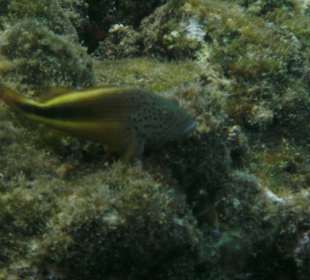 Forsters Büschelbarsch