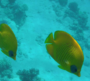 Maskenfalterfische /Prima Life