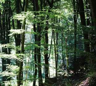Wanderung durch die Kleine Luxemburger Schweiz