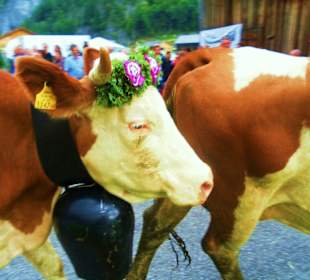 Alpabtrieb / Au / Vorarlberg Österreich