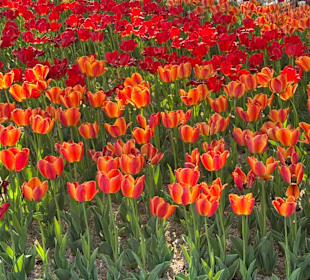 Blumenmeer