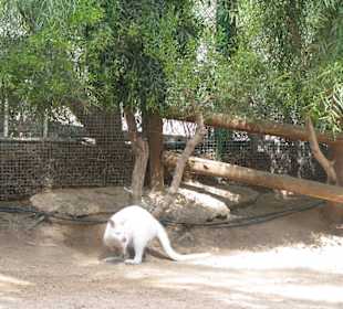 Känguru