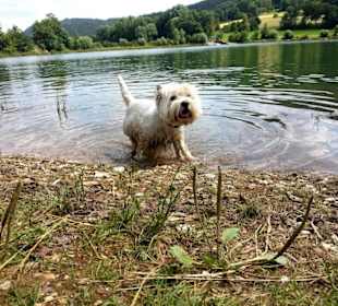 Badespass für Hunde