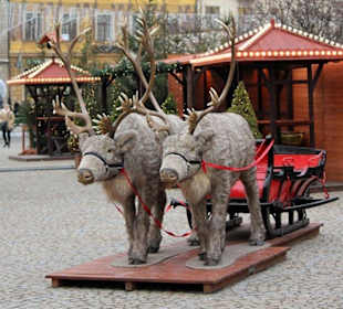 Renifery i sanie Mikołaja