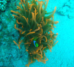 Anemonen schnorcheln am Strand
