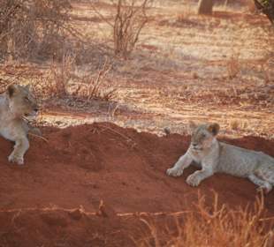 Löwen beim Entspannen