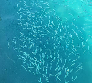 Schnorcheln Hurghada