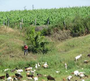 Krajobrazy w trakcie safari