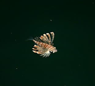 Rotfeuerfisch im Hafen