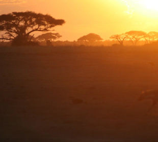 Amboseli