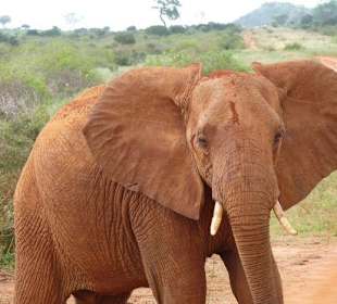 Der hat doch ne schöne Farbe!