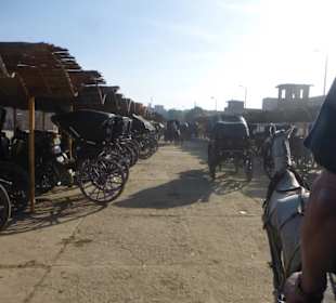 Kutschfahrt zum Edfu Tempel