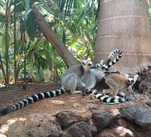 Lemuren hautnah 