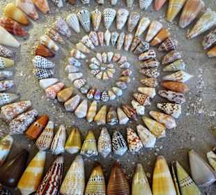 Exponate des Muschelmuseums von Hooksiel