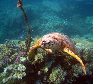 Schildkröte bei der schwarzen Boje
