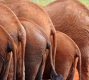 Elefanten Rückansicht