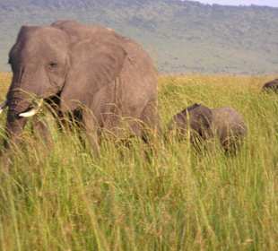 Safari Masai Mara