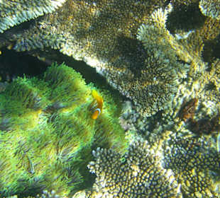 Am Hausriff Athuruga