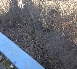 Burgruine Hohenstein