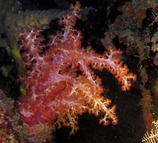 Nachttauchgang am Hausriff