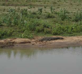 Krokodil auf der Safari