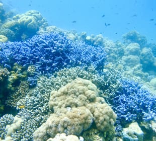 Schnorcheln Makadi Bay