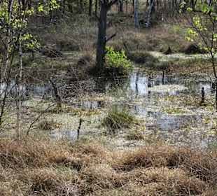 Impressionen vom Rundgang durch das Pietzmoor