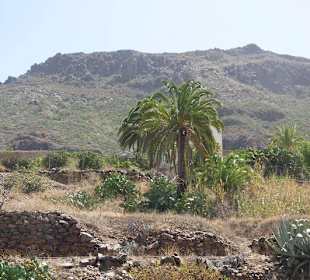 Das Tal der 1000 Palmen