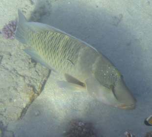 Schnorcheln Marsa Alam