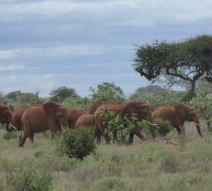 Elefanten am Highway