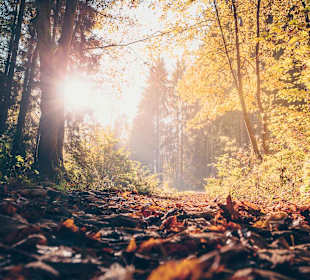 Wandern Geisfeld