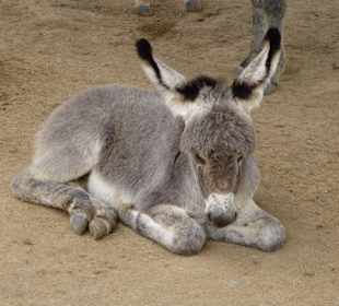 Pflegestation Jungtiere