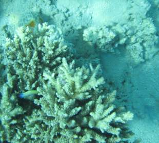 Hotel Stella Makadi Gardens