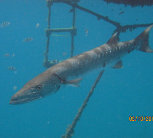 Ein Barracuda an der Schwimm Plattform