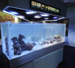 Im Aquarium unterwegs