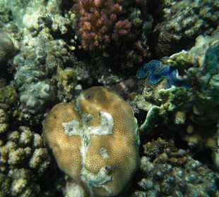 Unterwasserwelt im Nachbarhotel Arabesque