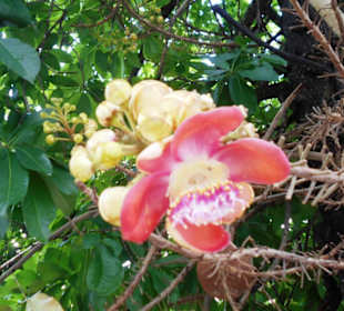 "Cannon Ball Tree" im Wat Lamai 