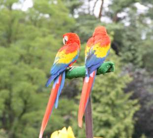 Vogelpark Walsrode