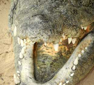 Krokodilfarm mit 400 Krokodilen