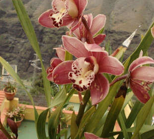 Sie blühen so üppig, dass es eine Pracht ist