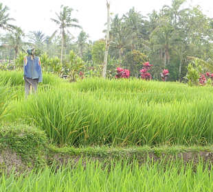 Reisfeld mit Vogelscheuche