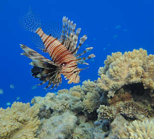 Feuerfisch 