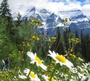 West_7: Mount Robson hinter Blumen