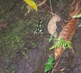 Pfeilgiftfrosch im Pura Vida Nationalpark