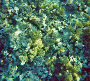 Schnorcheln bei Hurghada