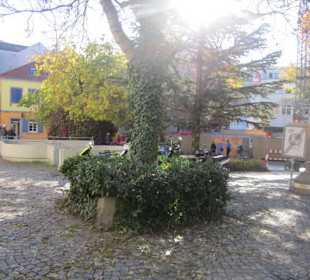 Chrysanthema Lahr