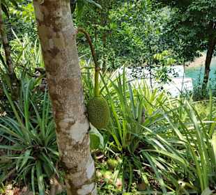 Am Ende der Dschungelwanderung