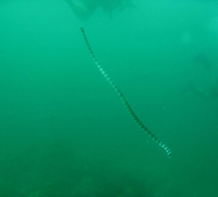 Wasserschlange am Mantapoint