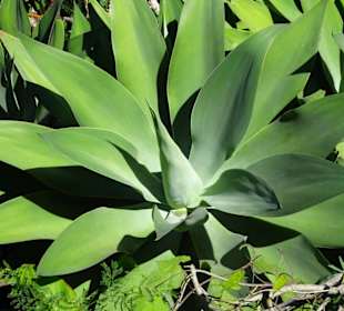 Spaziergang durch den Botanischen Garten Mascarin