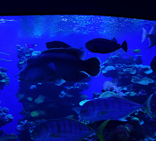 Sehr schön, als wäre man selber tauchen würde.